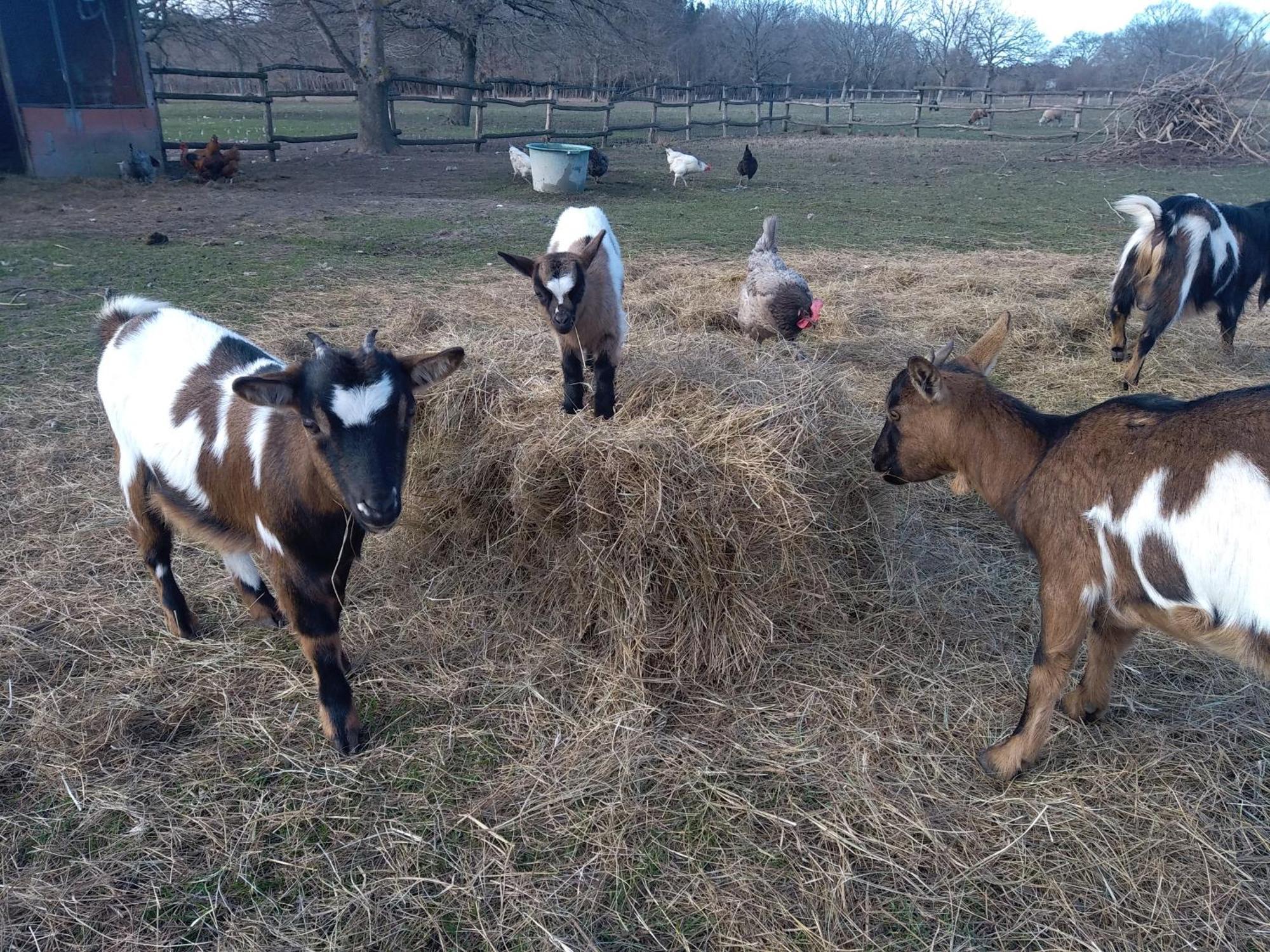 Eco Nature, A La Ferme Apartment